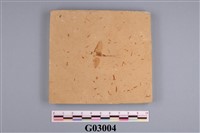 藏品(昆蟲化石)的圖片